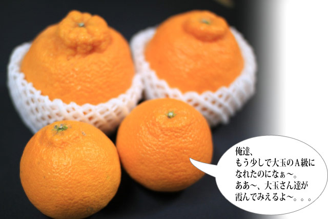 デコポンは小粒でジュワジュワ旨い!