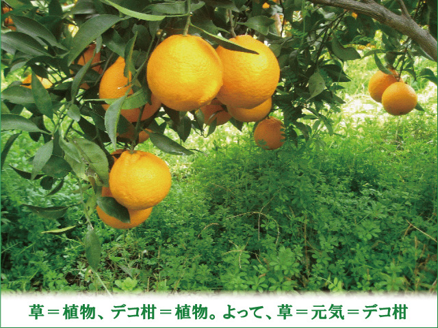 土が元気!草が元気!デコポンも元気