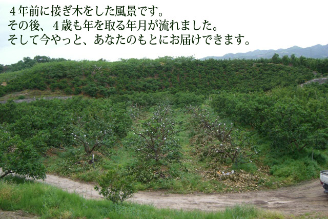 国産 グレープフルーツ④