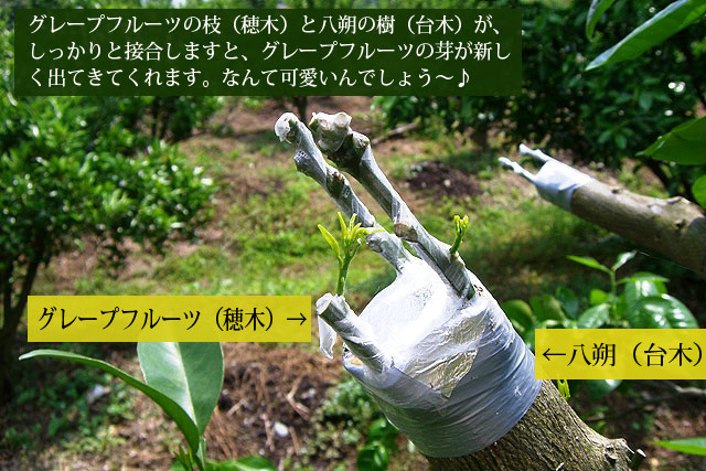国産 グレープフルーツ②