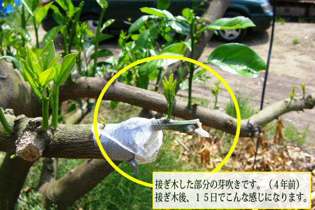 国産 グレープフルーツ③