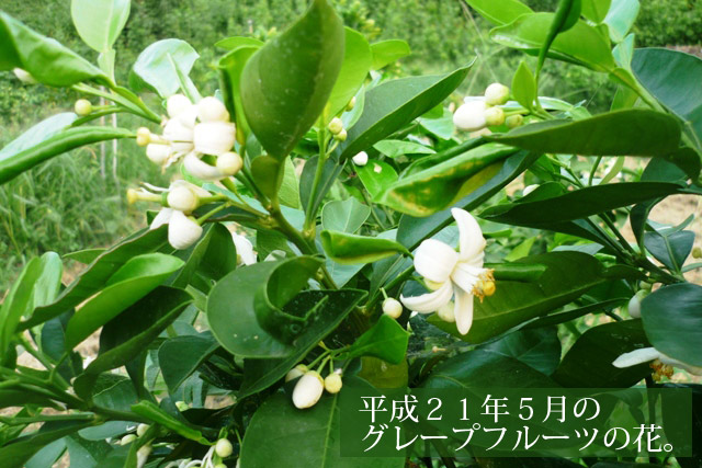 国産 グレープフルーツ⑦
