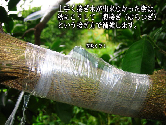 国産 グレープフルーツ⑤