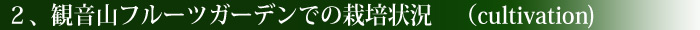 観音山フルーツガーデンでの栽培