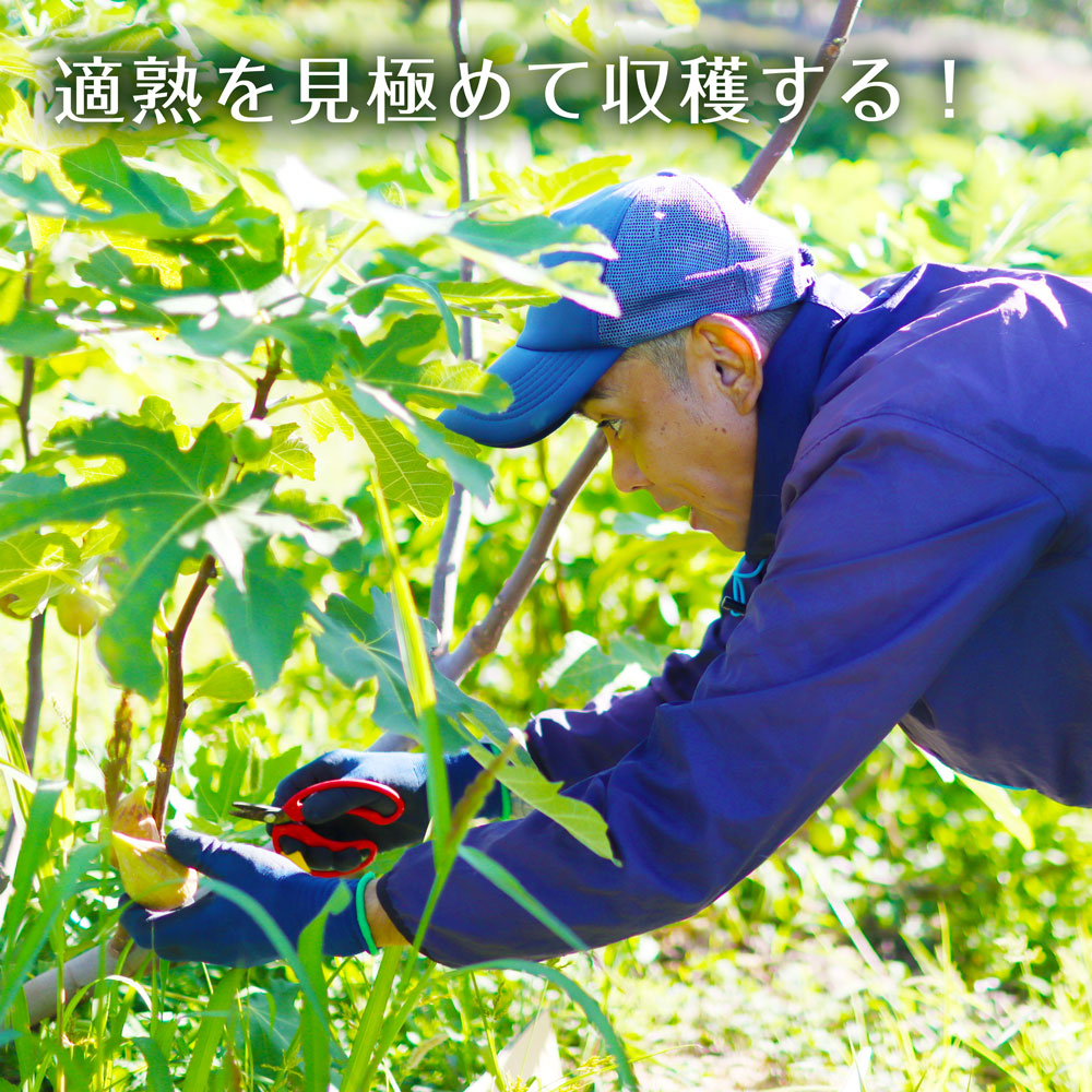 イチジクの実に太陽光が良く当たるように、実を日陰にしてしまう葉は、折れないように丁寧に横に曲げてあげます。