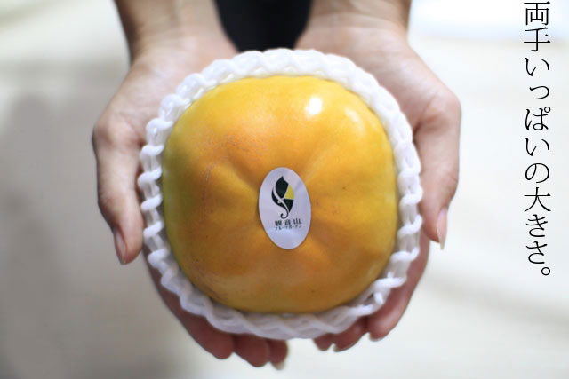 太秋柿:一玉400g以上
