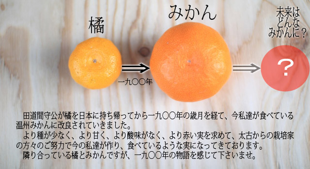 橘とみかん