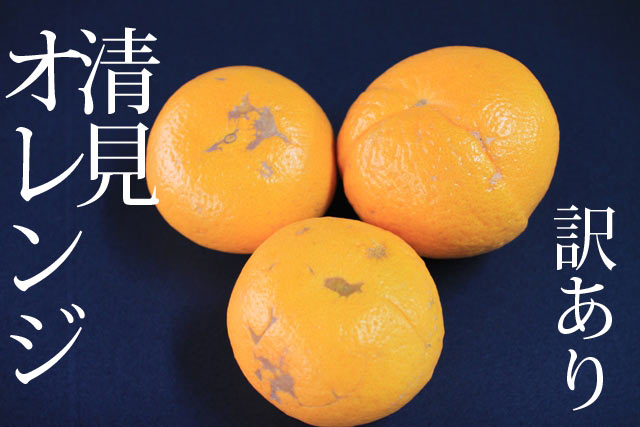 観音山清見オレンジ(訳ありB級品)