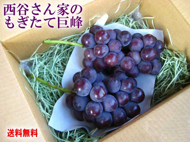 西谷さん家のもぎたて巨峰　送料無料　３，４９０円