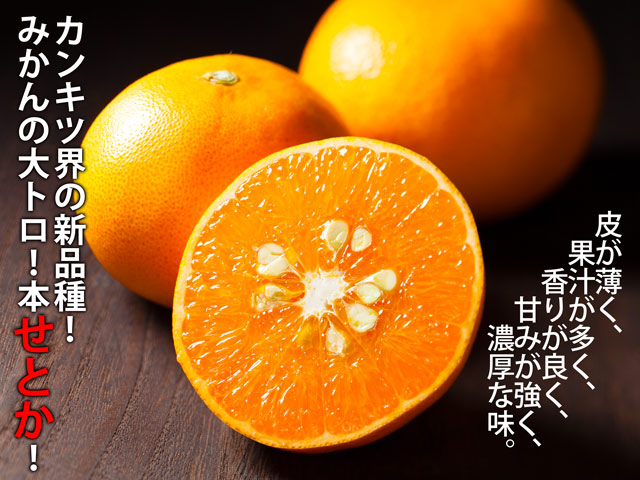 柑橘界の新品種