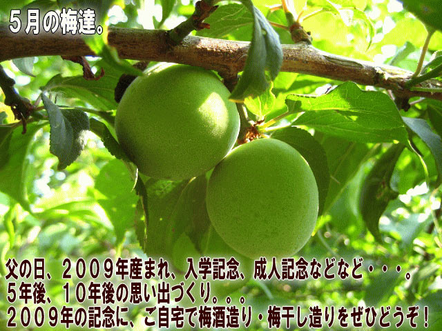 父の日、２００８年産まれ、入学記念、成人記念などなど・・・。５年後、１０年後の思い出づくり。。。２００８年の記念に、ご自宅で梅酒造り・梅干し造りをぜひどうぞ！