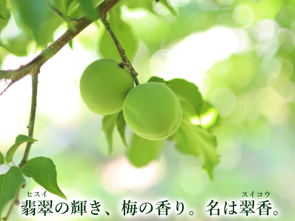 翠香梅(すいこううめ)