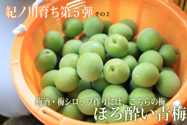 梅酒作りには青い梅をどうぞ!ほろ酔い青梅