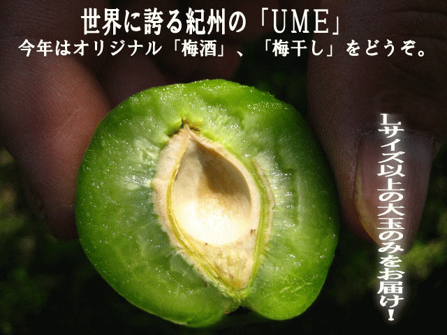 世界に誇る和歌山の「UME」!