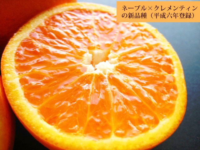 「ネーブルオレンジ」と「クレメンティン」の掛け合わせ