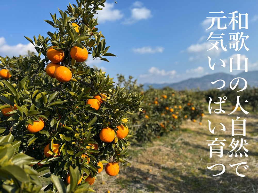 橙（だいだい）