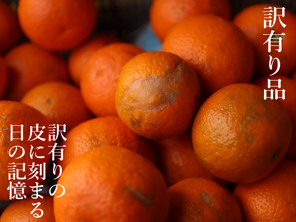 橙（だいだい）