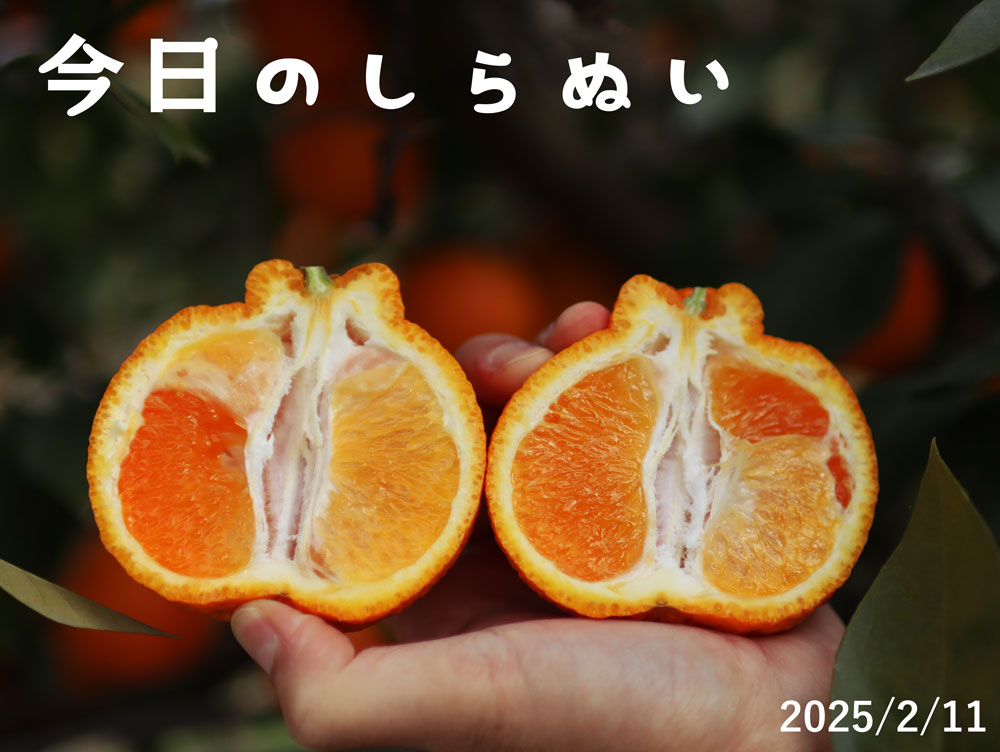 観音山しらぬい