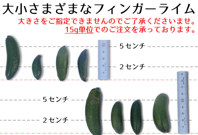 大小様々なフィンガーライム