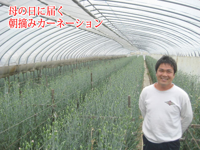 朝摘みカーネーション