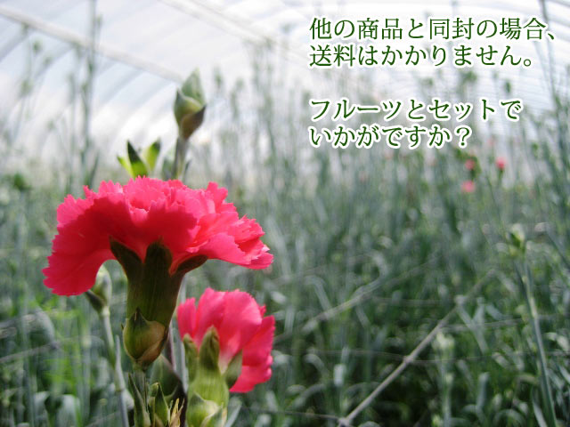 フルーツとカーネーションのセット