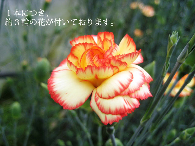 1本につき約3輪の花
