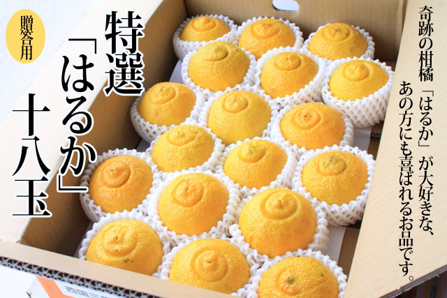 ѲϤ뤫ʡ