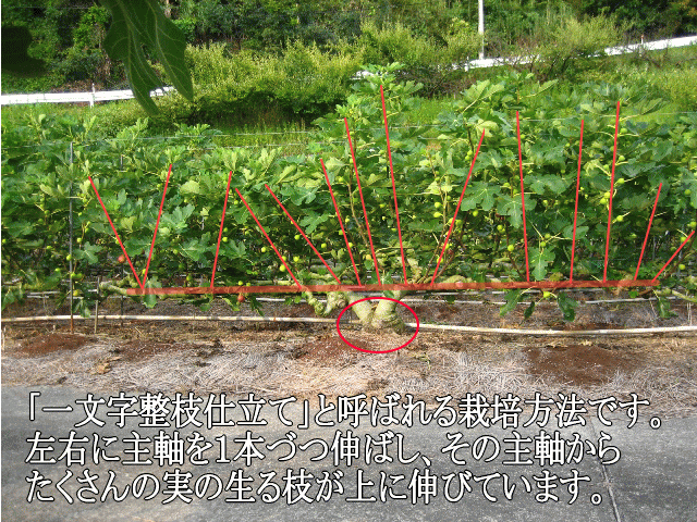 一文字整枝仕立てと呼ばれる栽培方法です。左右に主軸を１本づつ伸ばし、その主軸からたくさんの実の生る枝を上に伸ばしています。