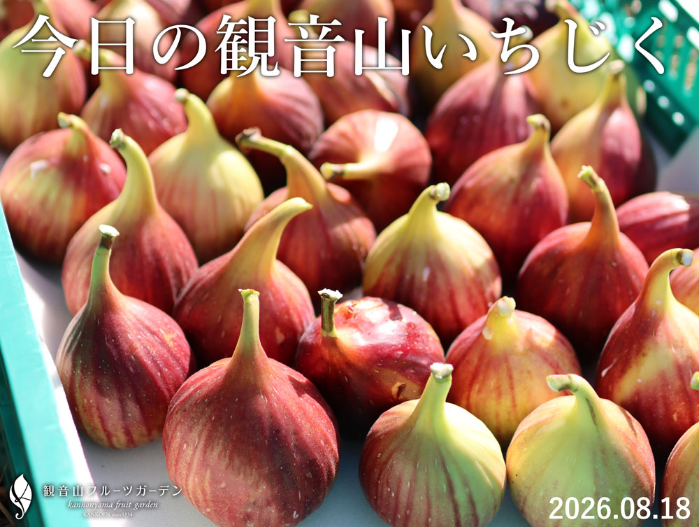 観音山いちじく 和歌山県産 樹上完熟 農園直送