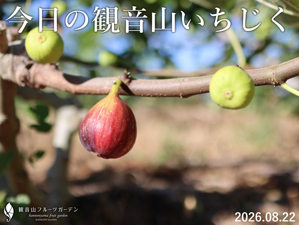 観音山いちじく 和歌山県産 樹上完熟 農園直送