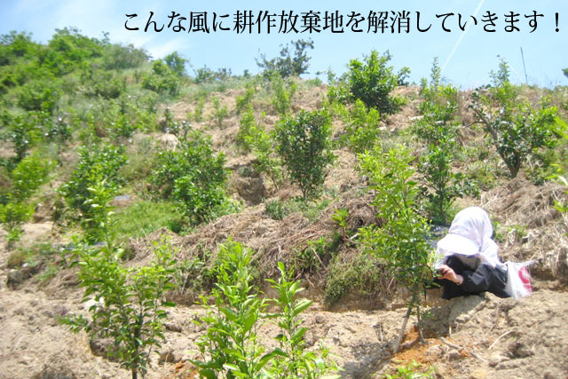 和歌山県耕作放棄地解消プロジェクト