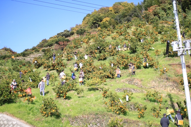 和歌山のみかん狩り