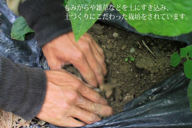 黒豆枝豆⑤