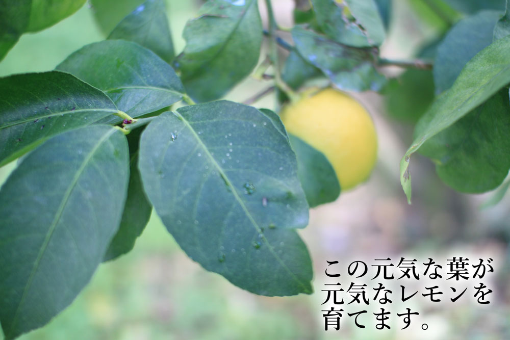 国産レモン。元気な葉が元気な国産レモンを作ります。
