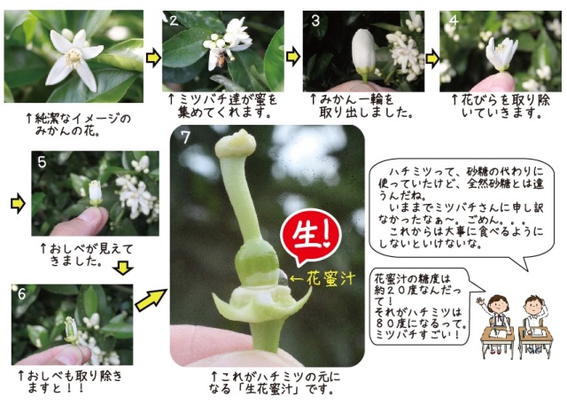 大幅にプライスダウン みかんの花はちみつ 330ｇ 3本 Materialworldblog Com