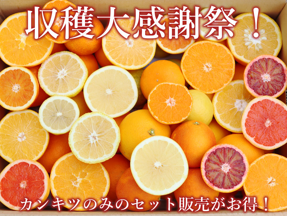 フルーツ詰め合わせ