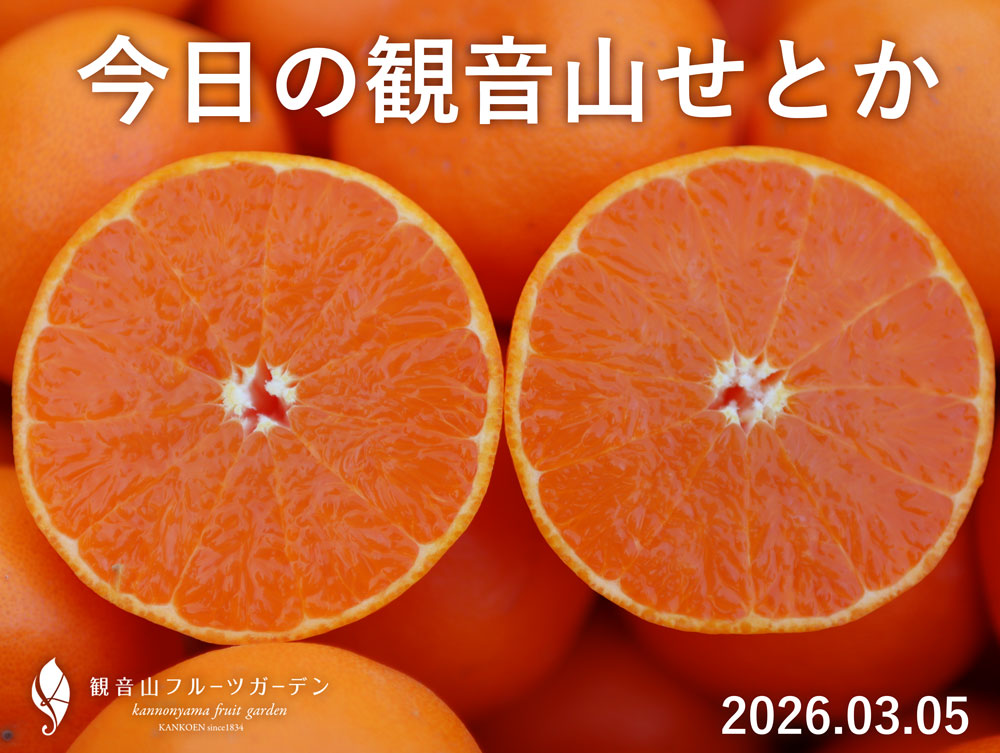せとか 柑橘の最高峰「せとか」を農家直送！「せとか」は鮮度が命！