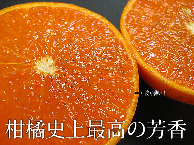 柑橘史上最高の芳香