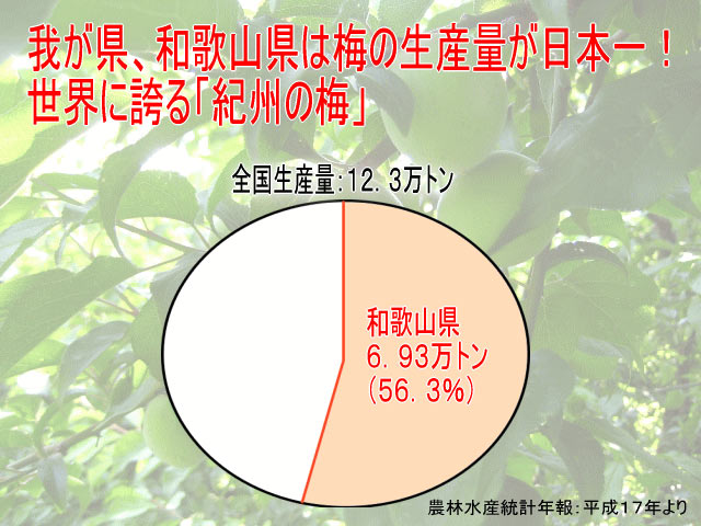 和歌山県は梅の生産量が日本一！なんと全国の半分以上は和歌山産なんです！！