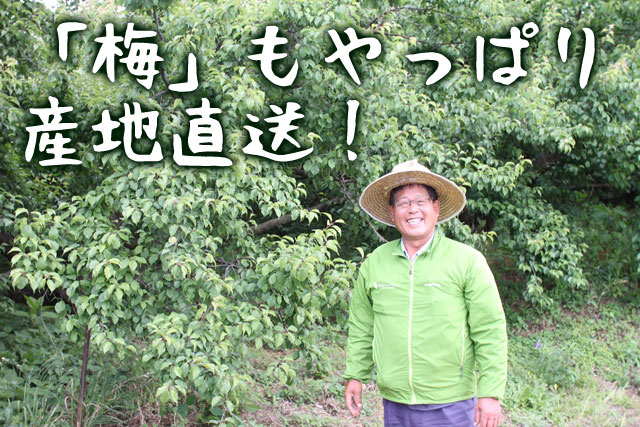 農家仲間の正木さんが作る和歌山県梅