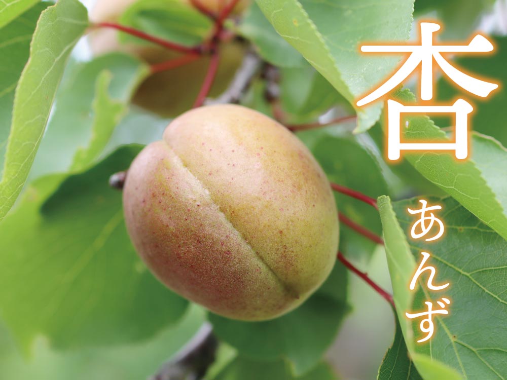 杏