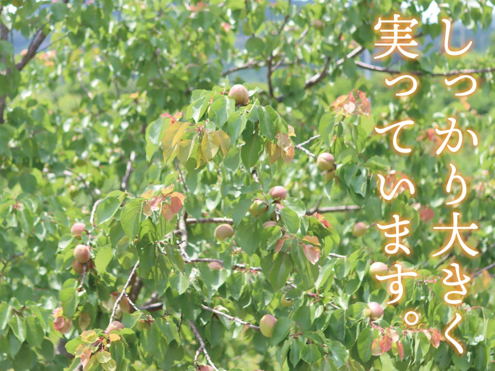 杏