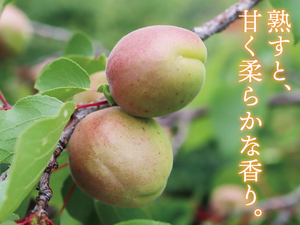 杏