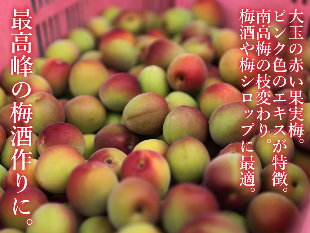 バイオレット南高梅