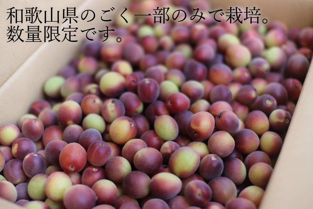 和歌山　紫色の梅　パープル　2kg