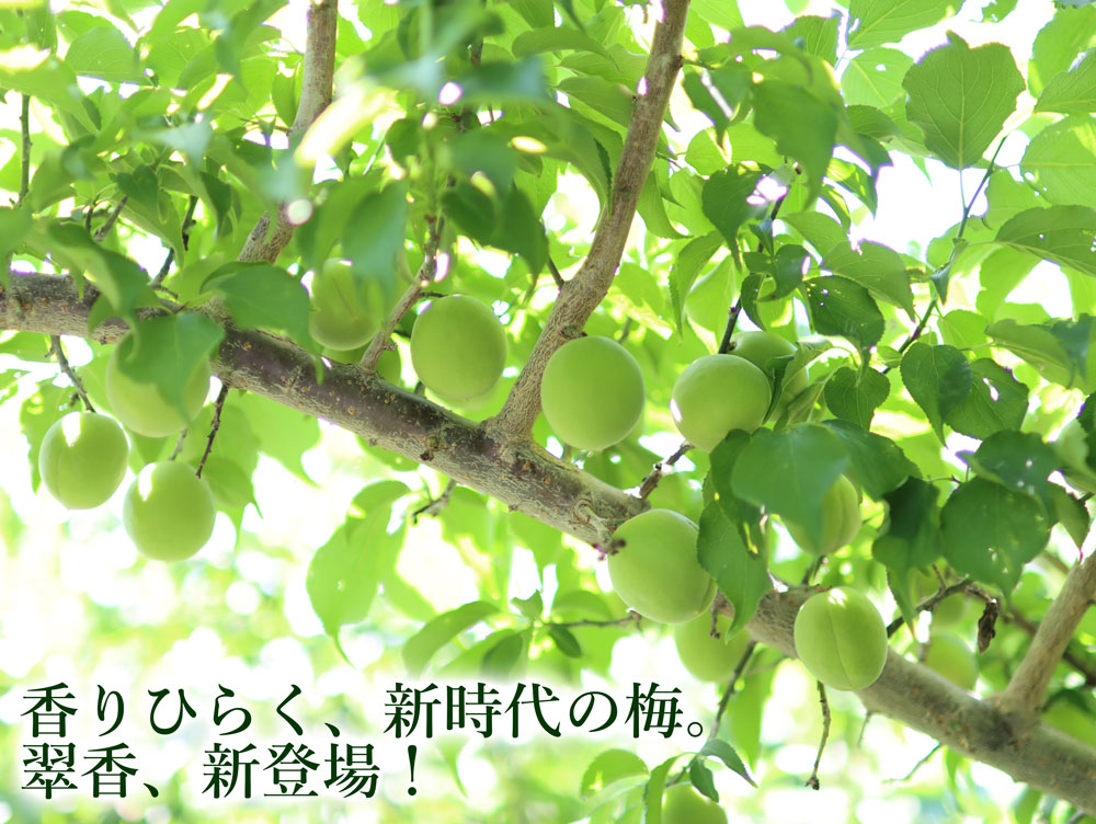 翠香梅（すいこううめ）