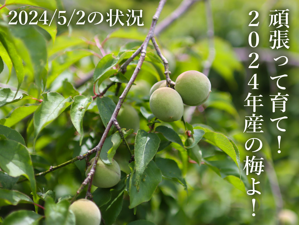 梅