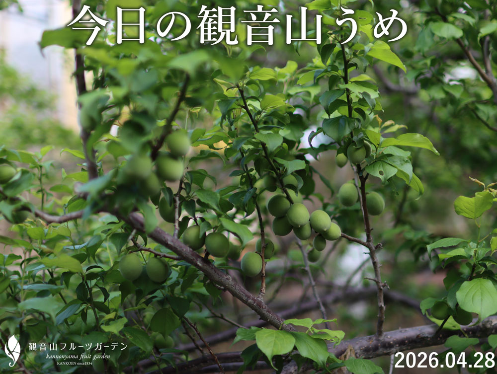 完熟梅通販用梅干し梅酒用