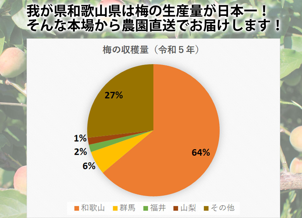 完熟梅通販用梅干し梅酒用