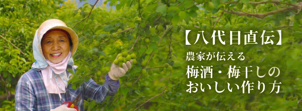 完熟梅通販用梅干し梅酒用